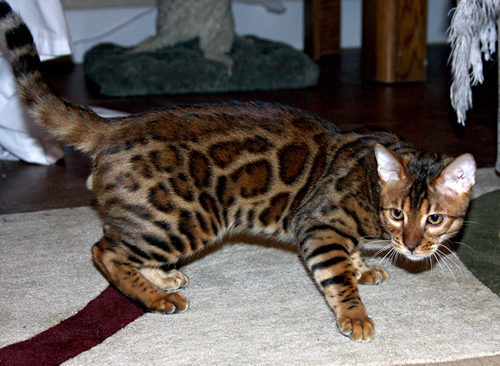 Bengal Kittens